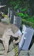 如何避免充电桩被野生动物破坏